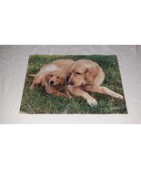 Golden Retriever Poster 1980 National Geographic World Magazine Large 31... - $14.00