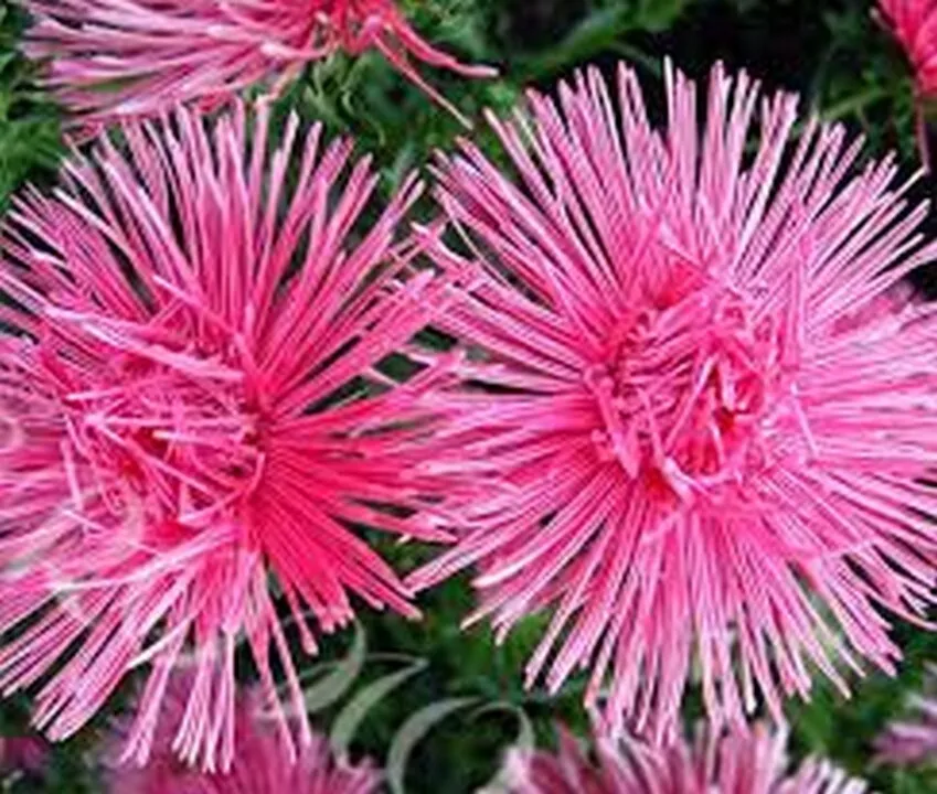 50 Seeds Aster Needle Rose - $9.55