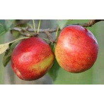 25+ Crimson Crisp Apple Seeds – Sweet Crisp Red Apple Tree Seeds - $16.50