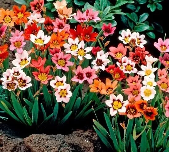 Mixed Color Sparaxis Flower Bulbs For Planting (10 Bulbs) Harlequin Flow... - $27.90