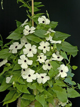 Thunbergia Alata Seeds, Milky White Flowers with Black Eye _Tera store - $3.99