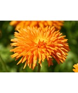 BRN 50 Radio Marigold English Calendula Officinalis Orange Yellow s US S... - $253.22 MXN