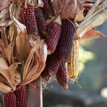 Bloody Butcher Dent Flour Corn Seeds Feed Flour Corn Dark Red Kernals Ornamental - $10.00