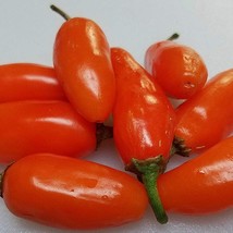 Orange Spice Jalapeno Pepper Gardening Fresh USA SHIPPING - £8.13 GBP