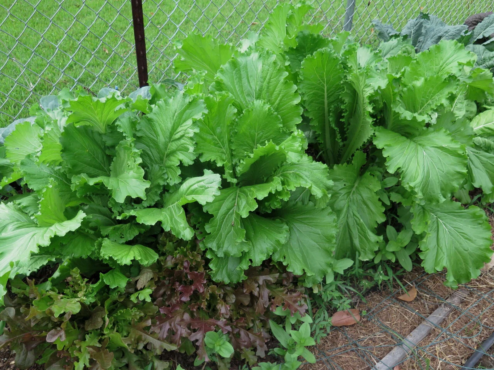 Florida Broadleaf Mustard Seeds | NON-GMO | Heirloom | Fresh Garden Seeds - $4.58