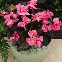 USA SELLER Begonia Seeds 50 Pelleted Seeds Begonia Bada Boom Pink - £15.25 GBP