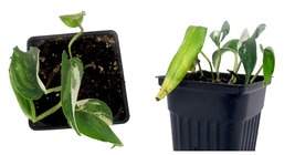 NEW ! Variegated Epipremnum Pinnatum - 4&quot; Pot - Houseplant - £45.49 GBP