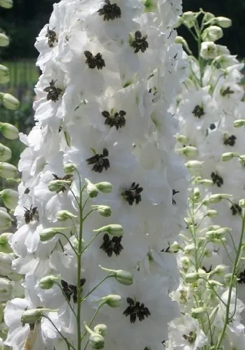 Delphinium Seeds Pennant White With Dark Bee 50 Flower Seeds Lark Spur Fresh - $12.50