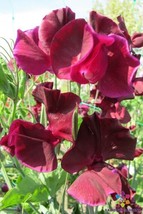 50 Pips Maroon Sweet Pea Seeds Free Shipping - £11.56 GBP