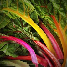 Rainbow Bright Lights Swiss Chard Seeds 20 Garden USA SELLER - £8.45 GBP