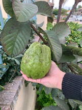 Seeds USA Seller 50 Giant Vietnamese Bankok Guava Seeds for Planting - £8.66 GBP