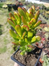 Crassula Ovata Hobbit Mini Tree (5&quot; Pot) - £8.78 GBP