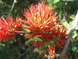 US Seller Combretum Microphyllum Shrub Tree Flame Creeper 5 Seeds Burning Bush - $12.30