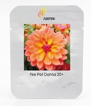 Heirloom &#39;Fire Pot&#39; Dahlia Flower Seeds, Professional , 20 Seeds / , Bloom First - £5.39 GBP