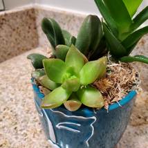 Succulent Arrangement in Blue Face Planter, Indoor House Plant Pot, 4" Ceramic image 4
