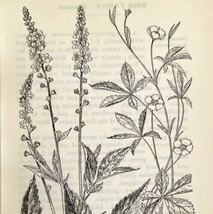 1905 Agrimone and Cinquefoil Flower Print Pen &amp; Ink Lithograph Antique Art  - £13.68 GBP