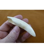 (G376-202) 3-3/8&quot; GATOR Alligator Aligator Tooth TEETH for jewelry BIG l... - €72,14 EUR