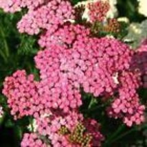 Vpf Yarrow Seeds Cerise Queen Perennial 36&quot; Cut Flowers Pollinators Non-GMO 500 S - £3.74 GBP