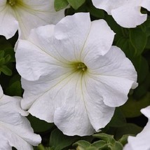 Bin#1R7D2 Petunia Seeds Supercascade White 50 Pelleted Petunia Seeds Fresh Garde - $24.75