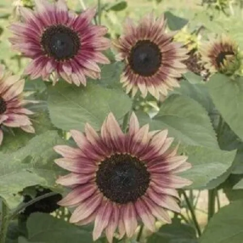 New Fresh 25 Strawberry Blonde Sunflower Seeds Flowers Seed Flower Bloom - $13.58