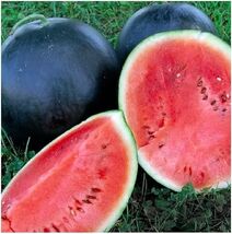 Black Diamond Watermelon Seeds, NON-GMO, Large Watermelon, FREE SHIPPING - €1,36 EUR+