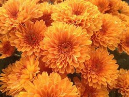 Orange Chrysanthemum Flower, 50 Seeds D - $10.35