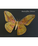 Loepa Oberthuri Pink Yellow Saturn Еmperor Silkmoth Framed Entomology Sh... - $1,476.64 MXN