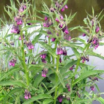 30+ True Comfrey Seeds - Traditional Medicinal Plant - $19.90