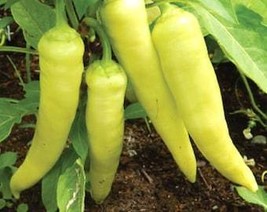 THJAR Pepper Sweet Banana Seeds - Organic, Heirloom, Open Pollinated, No... - $2.97