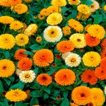 Calendula Pacific Beauty Mix, 125 Seeds R - £11.29 GBP