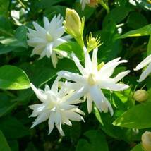 1 MAID OF ORLEANS Jasminum sambac Rooted STARTER Plant Extremely Fragrant - $33.99