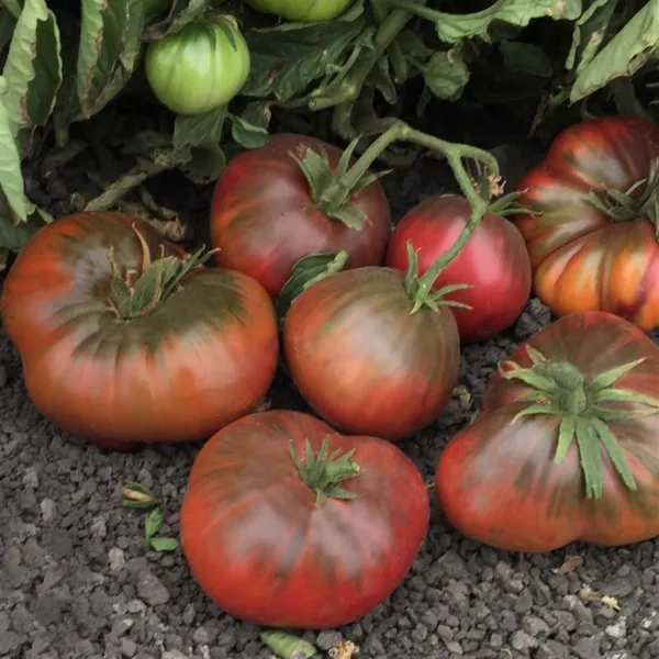 Black Brandywine Tomato Seeds 50 Ct Vegetable Heirloom Non Gmo Usa Fresh Seeds - £5.11 GBP