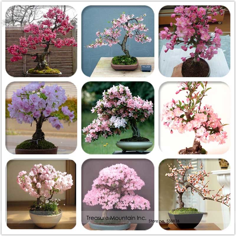Cheap Oriental Cherry Sakura Seeds Fresh Seeds - $13.98