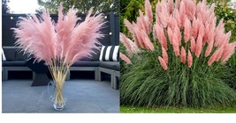 Pampas Grass - Pink 500+ Seeds Ornamental Grass Home And Garden Outdoor - £34.06 GBP