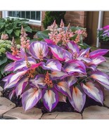 100 of Purple Hosta Seeds: Perennial Shade Plant with Green Foliage Flowers - $17.96 CAD