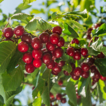 Dwarf Cherry Tree Self- Fertile Fruit Tree Bonsai - 10 Seeds - $6.00