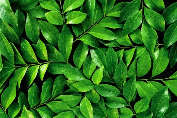 Tea Plant Seeds For Planting-6 Seeds Of Camellia Sinensis Herb Seeds-Made In Usa - £17.61 GBP