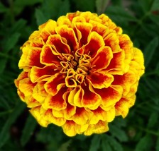 KB 300 French Marigold Dwarf Naughty Marietta Heirloom Insect Repellent ... - $195.40 MXN