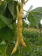Simple Pack 20 seed Vegetable climbing golden yellow bean neckargold - £6.73 GBP