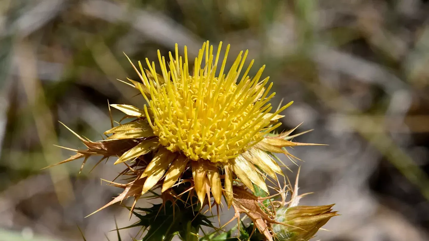200 Seeds Clustered Carline Thistle Seeds for Garden Planting  - £9.33 GBP