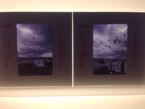 Primary image for Lot 2 Vintage 1971 Sea Gulls Seagulls Ocean Dock Artsy Photograph Color Slides