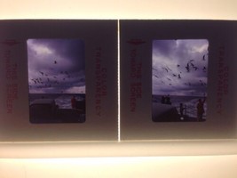 Lot 2 Vintage 1971 Sea Gulls Seagulls Ocean Dock Artsy Photograph Color Slides - £23.69 GBP