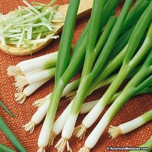 HS Onion White Bunching 500 Seeds  - £4.76 GBP