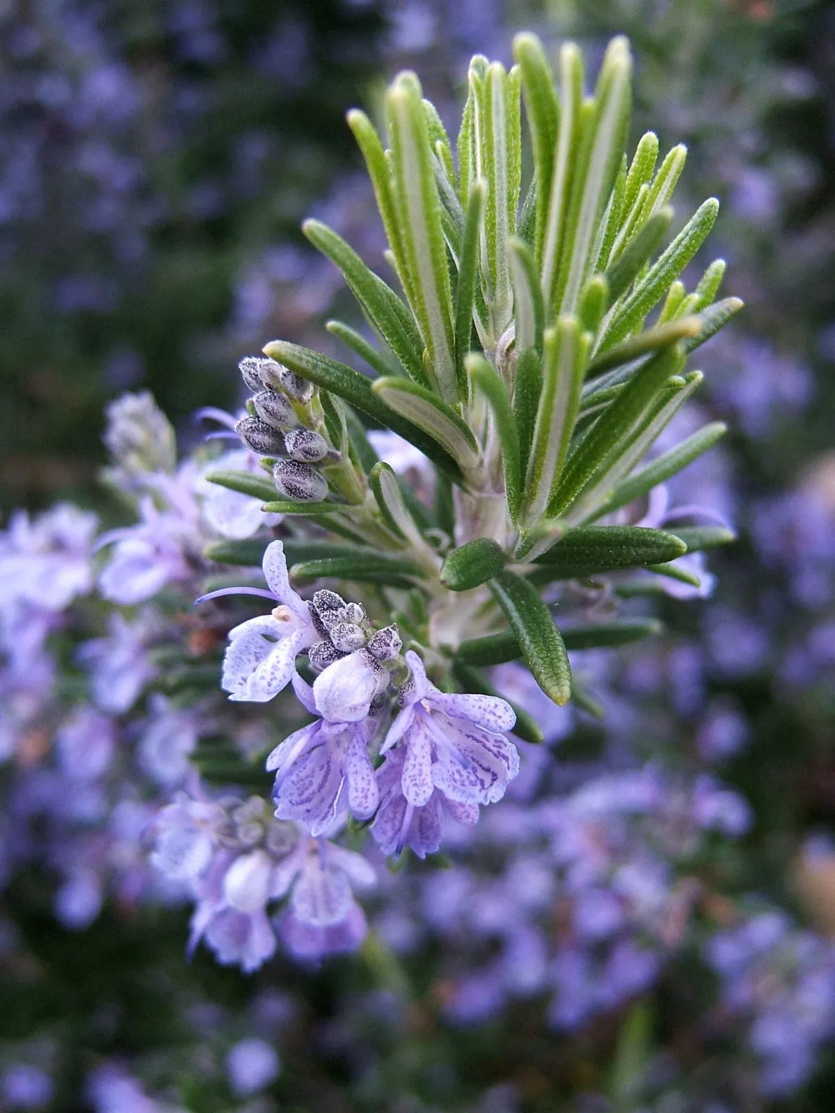 BPASTORE 50 Rosemary Non-Gmo Heirloom Variety Sizes Anthos Buy Seeds Online - £7.25 GBP