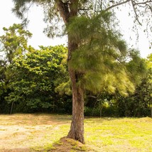 Casuarina Equisetifolia Seeds - Grow Your Own Suru Tree, Australian Pine Home Ga - £3.17 GBP