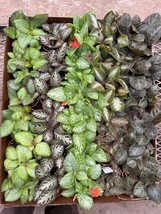 Harmony Foliage Episcia Assorment in 4 inch pots 15-Pack Bulk Wholesale ... - £140.60 GBP