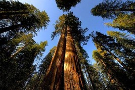 Giant Redwood Sequoia Tree Seeds - £7.16 GBP