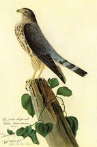 Pigeon Hawk by John James Audubon - Art Print - £17.30 GBP+