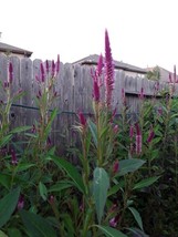 200 Celosia Argentea Lagos Spinach Shoko Yokoto Flamingo Feathers Seeds Edible F - £6.22 GBP