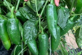 Fresh Garden Jalapeno M Pepper Seeds 50+ Hot Spicy Vegetable NON-GMO  - £6.96 GBP